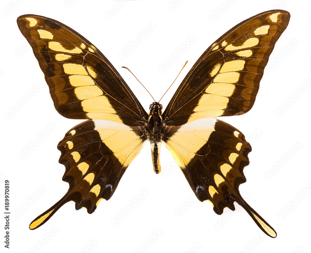 Fototapeta premium King swallowtail (Papilio thoas) swallowtail isolated on white