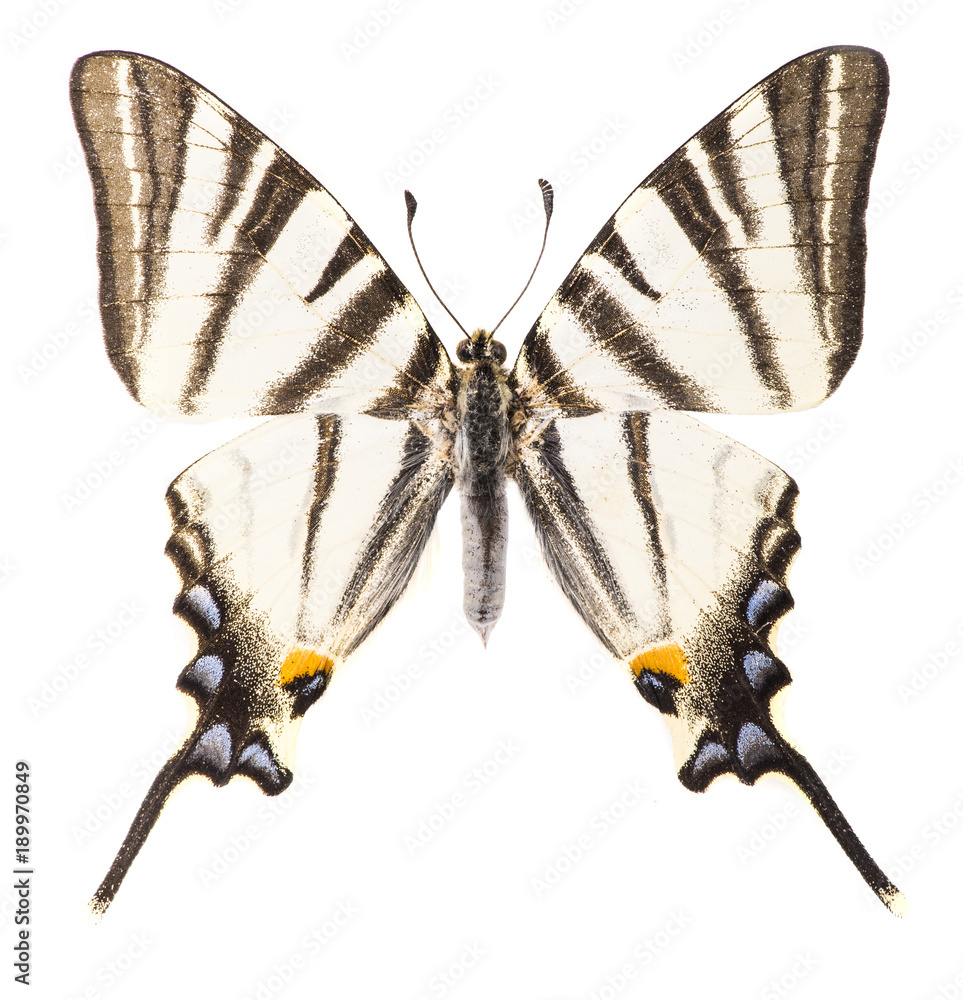 Obraz premium Scarce swallowtail isolated on white