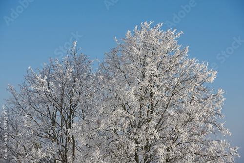 Tree covered by snow on blue clear sky