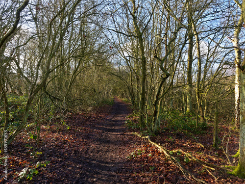 Muddy woodland path between tall thin trees in the winter sunlight. photo