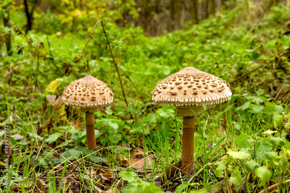 poisonous mushrooms in the forest grown after rain poisonous mushrooms in the forest grown after rain