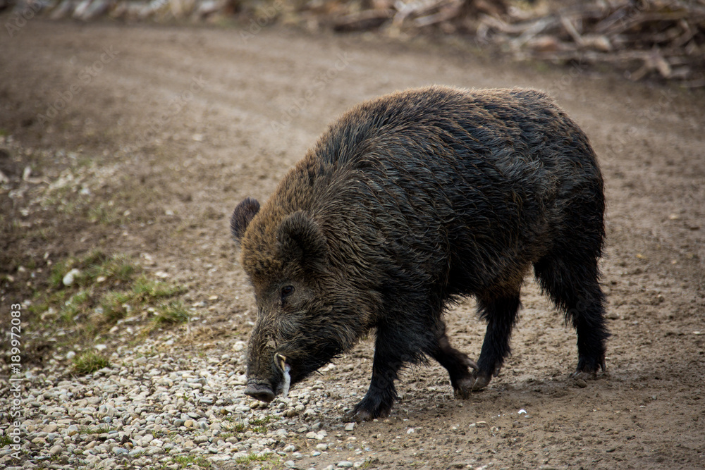 Wildschwein Keiler Wildschwein Keiler