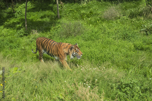 Fototapeta Naklejka Na Ścianę i Meble -  Wild Tiger