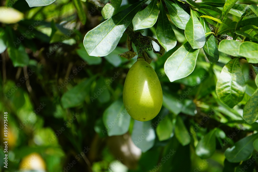 Fruit dans le jardin de l'Impératrice Joséphine Martinique Fruit dans le jardin de l'Impératrice Joséphine Martinique