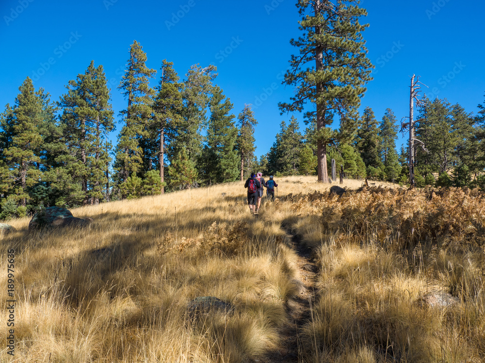 High country forest, Flagstaff, Arizona