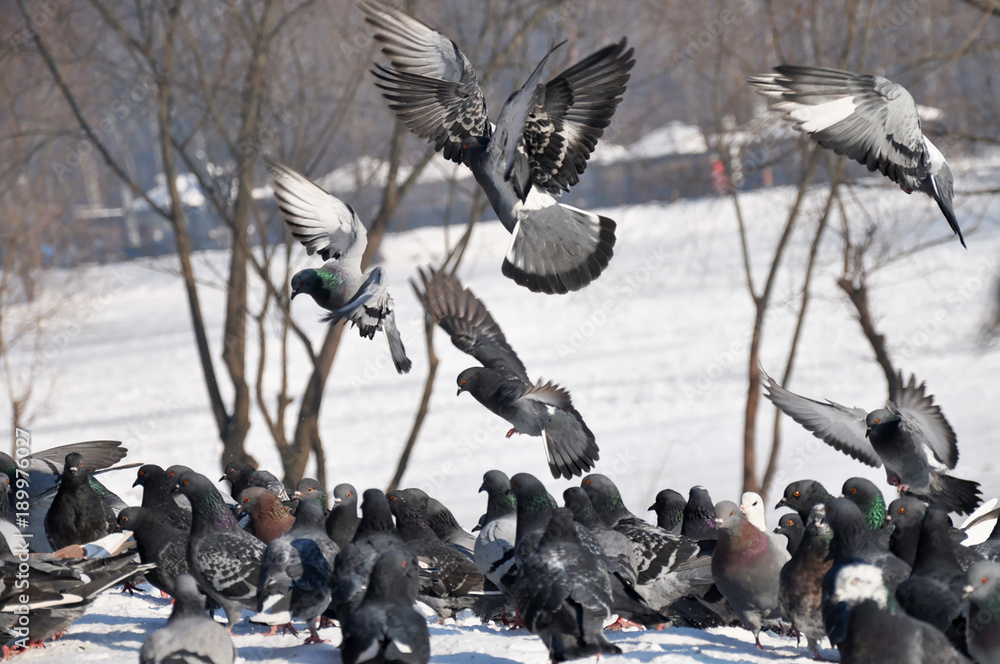 Fototapeta premium many pigeons in the park, some soar