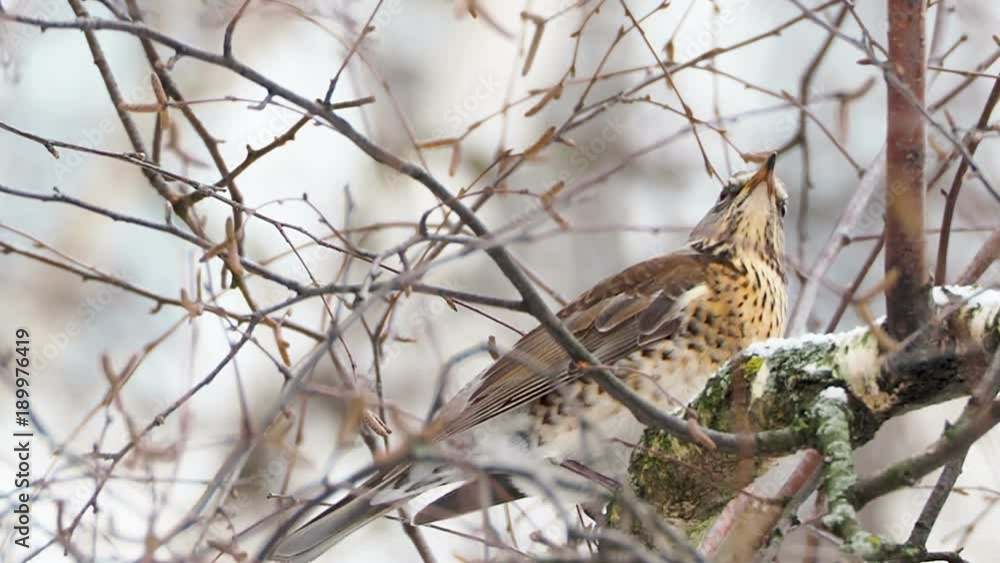 Fieldfare Turdus pilaris sitting on frozen tree branches. Close up footage of colorful bird in winter forest. Fieldfare Turdus pilaris sitting on frozen tree branches. Close up footage of colorful bird in winter forest.