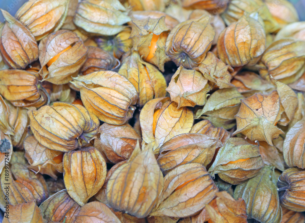 many green alkekengi an edible berry and ethnic food many green alkekengi an edible berry and ethnic food