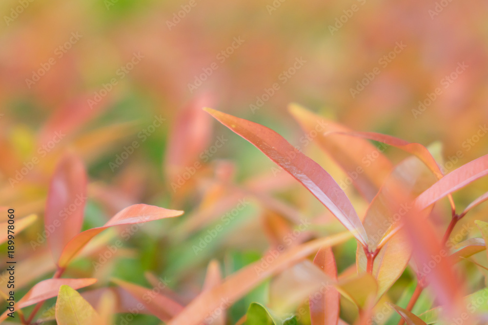 Fototapeta premium Green nature with copy space for background