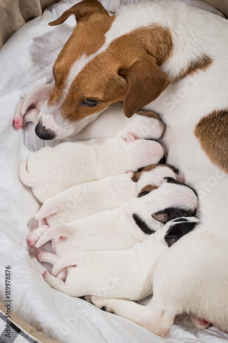 dog feeds the puppies   Jack Russell Terrier