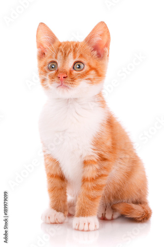 Fototapeta Naklejka Na Ścianę i Meble -  Close-up portrait of red kitten isolated