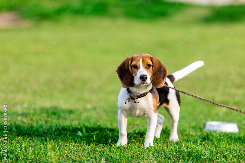 Cute beagle puppy on green grass in the park