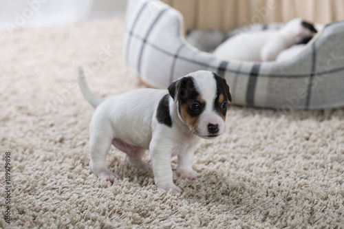 Jack Russell puppy