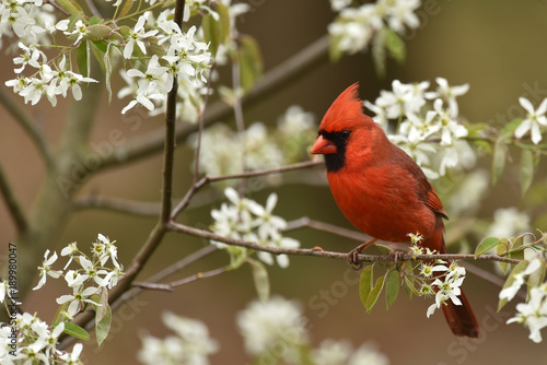 Red Male Cardinal in spring flowers