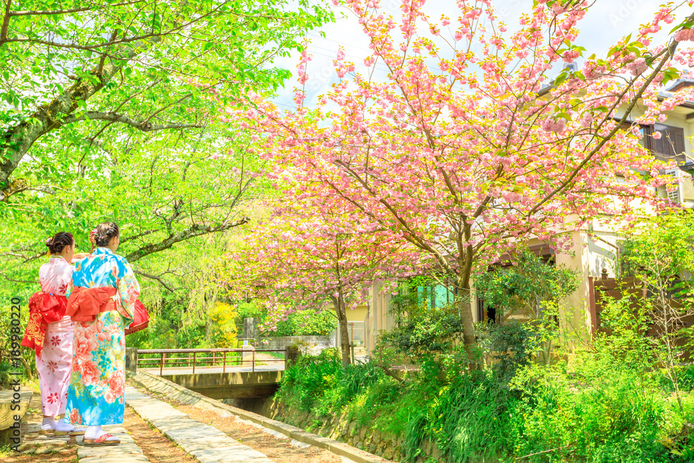 Fototapeta premium Two asian women in kimono take picture of cherry blossom trees along Philosopher's walk during Sakura, sping season. The Path is a famous pedestrian path in Higashiyama district, Kyoto, Japan.