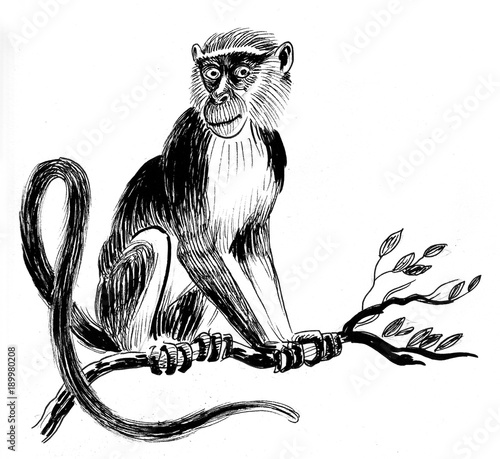 Photography Monkey sitting on a tree branch