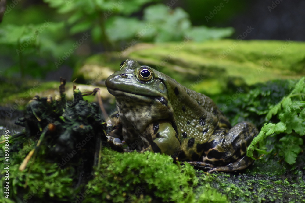Obraz premium Frosch in einem Terrarium