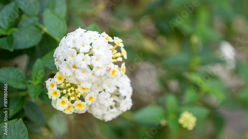 Fototapeta Naklejka Na Ścianę i Meble -  White Hedge flower in a garden.
