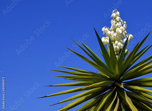 Leinwand Poster Blooming Yucca plant on a blue sky background