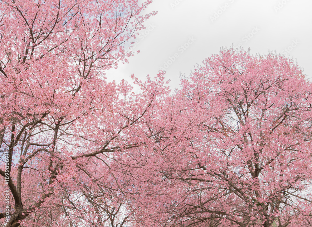Sakura cherry blossom tree at park