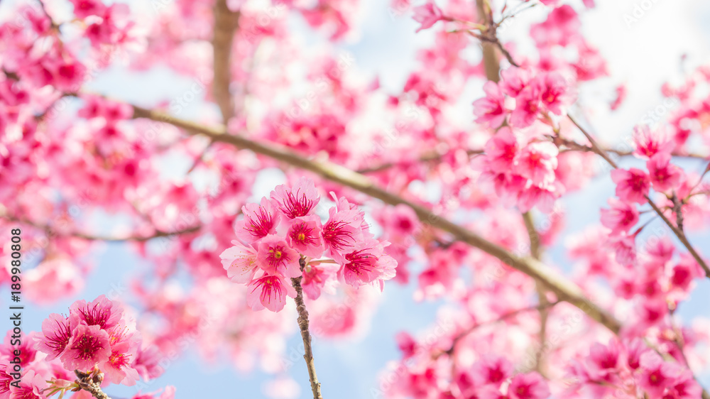 Pink cherry blossom (sakura) in a garden. Pink cherry blossom (sakura) in a garden.