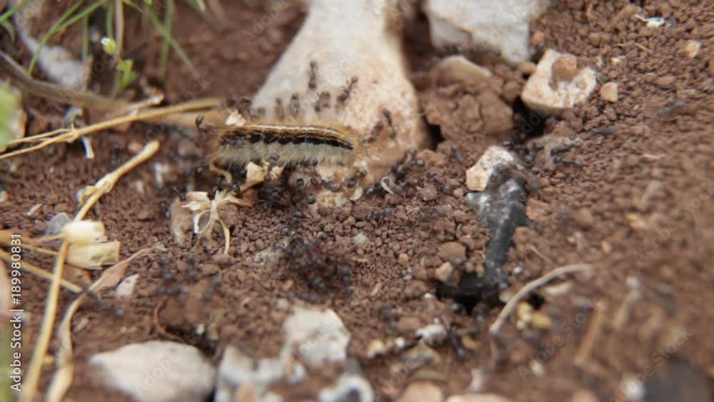 Black Ants attack Caterpillar Black Ants attack Caterpillar