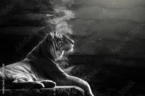 Sumatran tiger © DS light photography