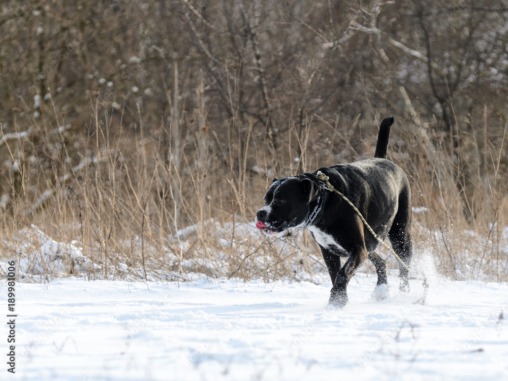 Big black agressive dog runs on snow on frozen field.