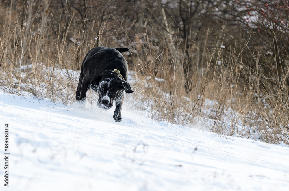 Big black agressive dog runs on snow on frozen field. Big black agressive dog runs on snow on frozen field.