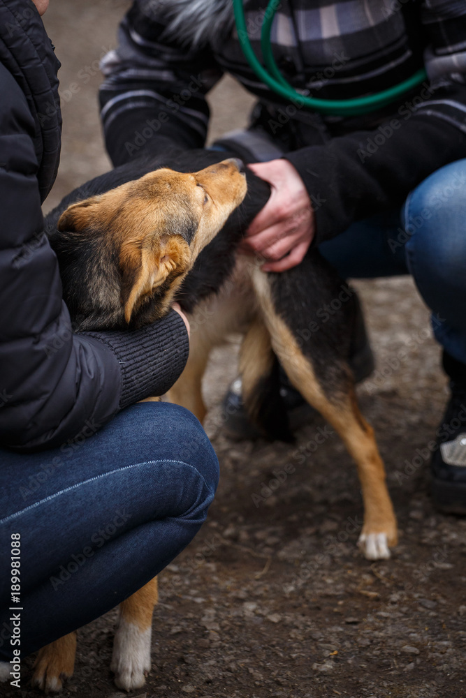 A dog is a friend. A true friend. Help for stray dogs. A dog is a friend. A true friend. Help for stray dogs.