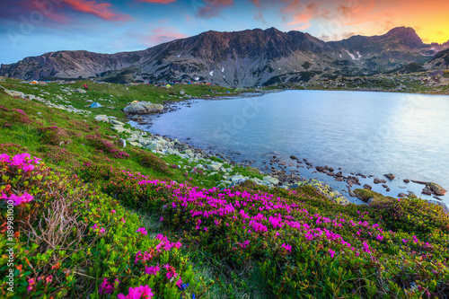 Breathtaking pink rhododendron flowers and Bucura alpine lake, Retezat mountains photo