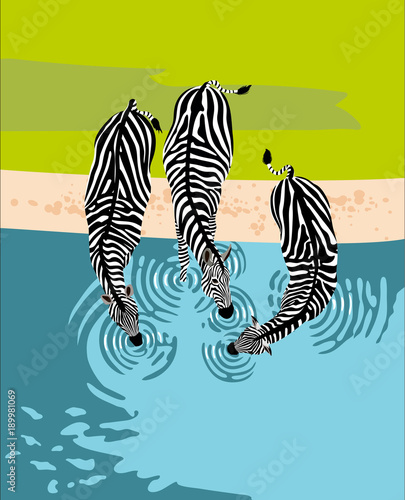 Zebras drink water, top view