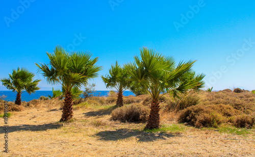 Wunderschöne Palmen auf der Insel Kos, Griechenland, stahlblauer Himmel, blaues Meer im Hintergrund