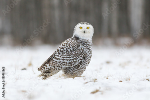 snowy owl, bubo scandiacus