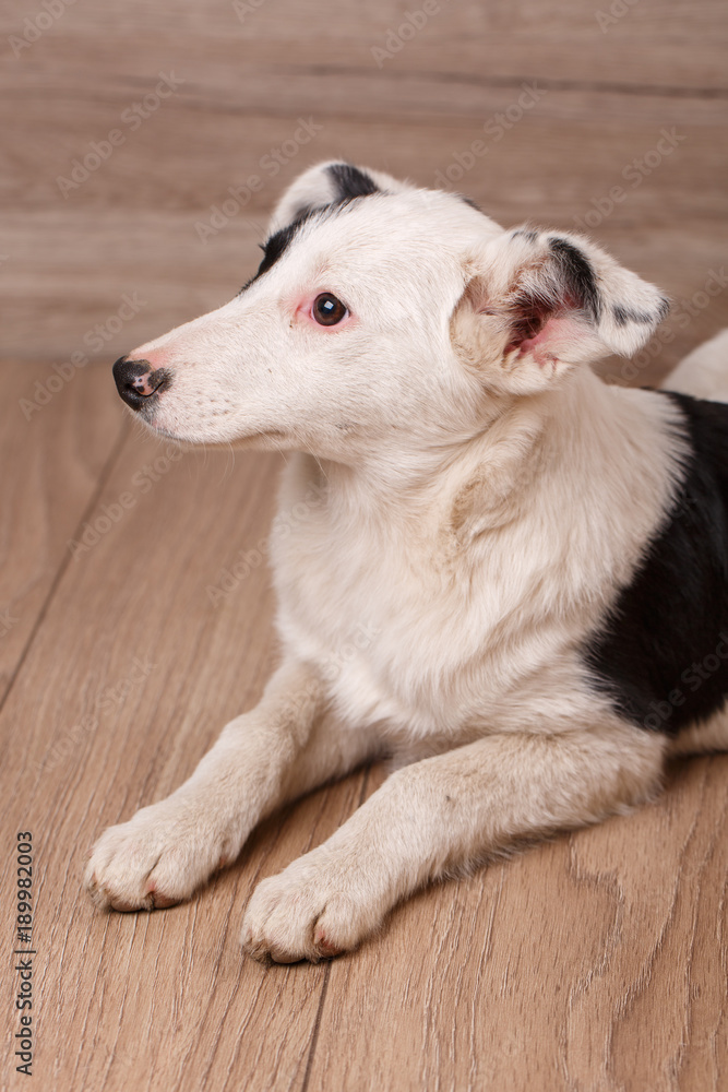 Black and white dog on a wooden background.