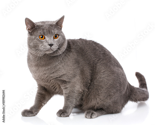 Foto Animal, cat, pet concept - chartreux cat