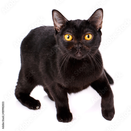 Fototapeta Naklejka Na Ścianę i Meble -  Animal, cat, pet concept - burmese cat