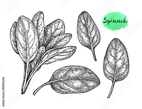 Ink sketch of spinach.