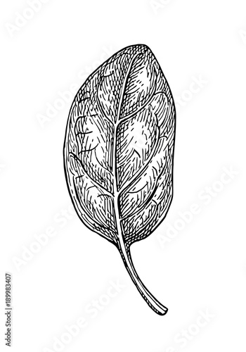 Ink sketch of spinach.