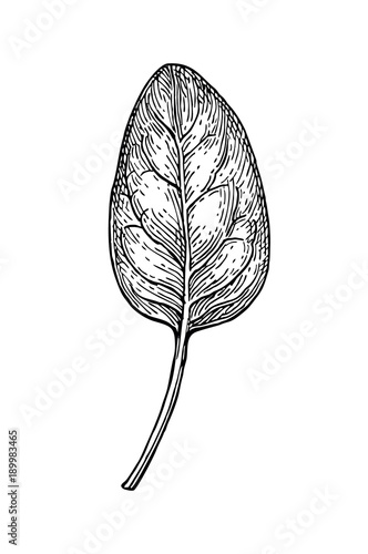 Ink sketch of spinach.