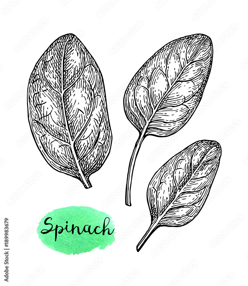 How to draw Spinach  YouTube