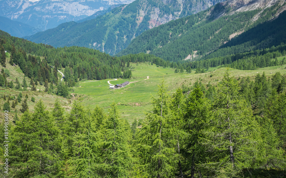 mountain landscape in summer in Trentino Alto Adige. View from Passo Rolle, Italian Dolomites, Trento, Italy.