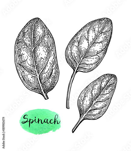 Ink sketch of spinach.