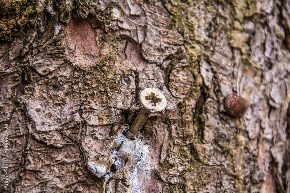 Fototapeta premium a nail cut into a tree
