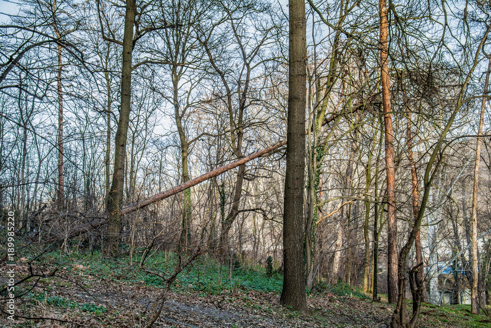 Fototapeta premium Kosutnjak , is a park-forest and urban neighborhood of Belgrade, the capital of Serbia.