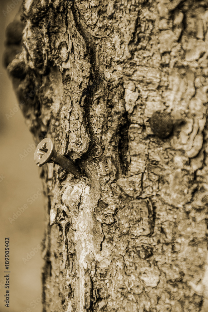 Fototapeta premium a nail cut into a tree