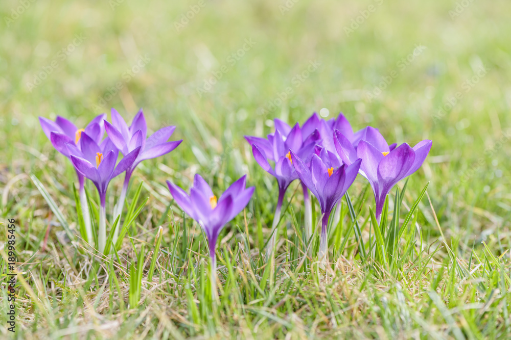 Beautiful violet crocuses grow in meadow. Early spring flowers. Beautiful violet crocuses grow in meadow. Early spring flowers.