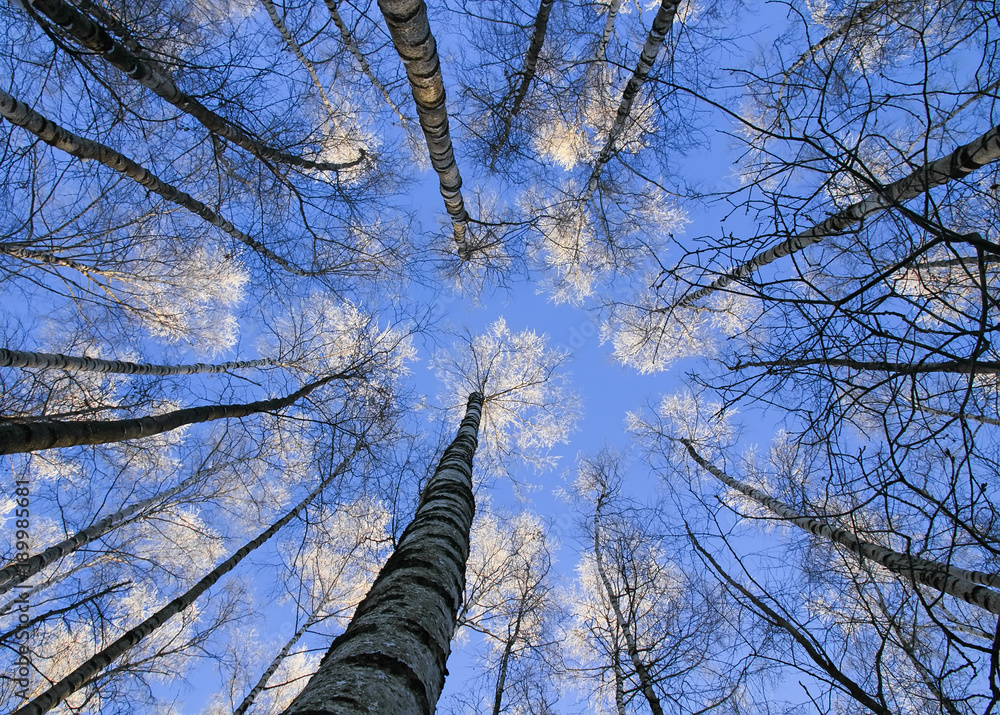 Fototapeta premium beautiful natural backdrop of long, slender trunks of the birch trees reaching to a blue sky the top is covered with white bright snow
