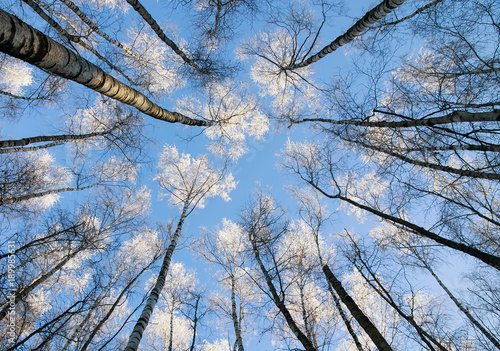 the natural backdrop of long, slender trunks of the birch trees reaching to a...