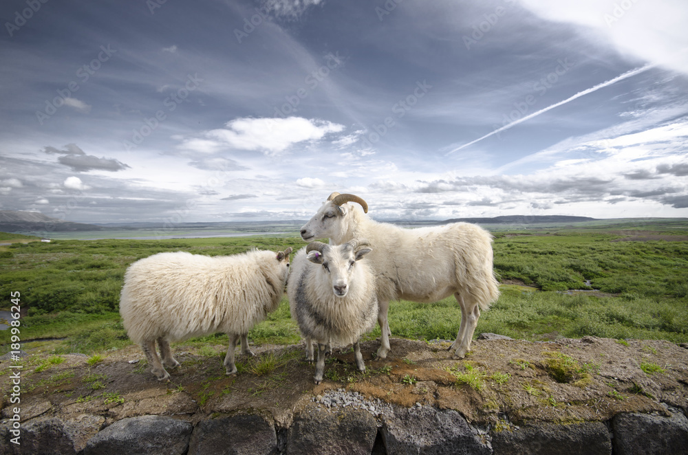 Fototapeta premium Iceland sheeps